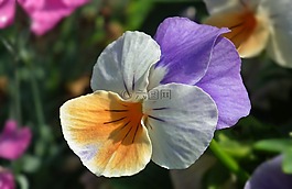 花,潘茜,植物
