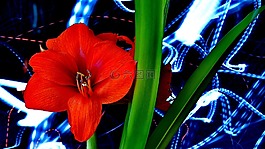 花卉,红色,amarillis