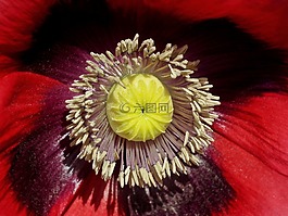 花,罂粟花园,内部