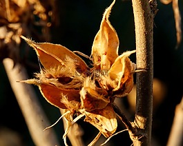 芙蓉,鈴,種子