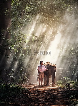 男孩,孩子們,象