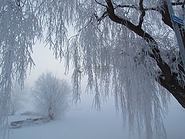 冷,冬天,雪