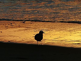 海鷗,背光,海灘