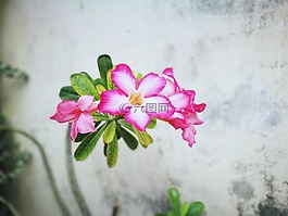 花,粉紅色,美麗