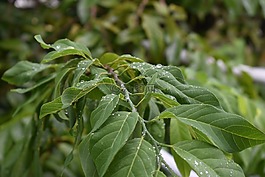 樹(shù),葉子,自然