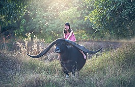 水牛,女孩,座位