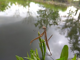 動(dòng)物,水,植物