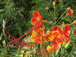 花,橙色,黃色