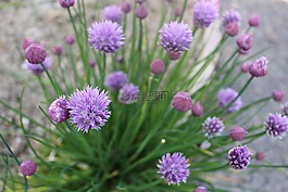 細香蔥,植物,芳香
