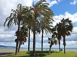 海灘,海,手掌