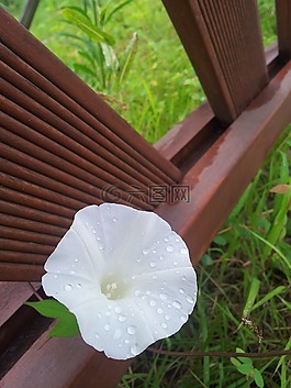 鮮花,牽牛花,白色的花