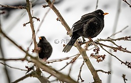 鳥類,冬天,黑鳥