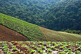 富塔 boek,旅游,綠