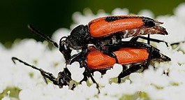 昆蟲,甲蟲,stictoleptura