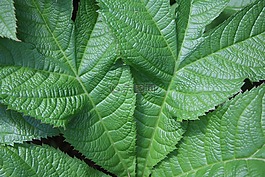 葉子,植物,綠色