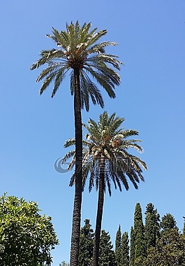 西班牙,藍色的天空,棕櫚樹