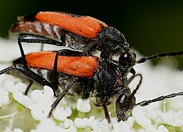 昆蟲,甲蟲,stictoleptura