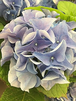 繡球,花,植物