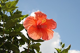 花,藍色的天空,槿