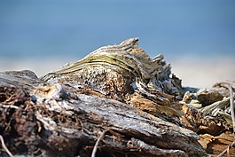 性質(zhì),漂流物,海灘