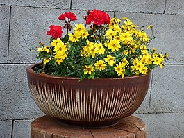 鮮花,花園,碎片