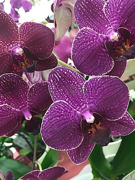 蘭花,花瓣,夏天