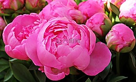 牡丹,鮮花,廠