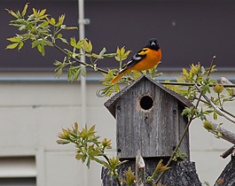 鳥,自然,野生