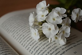 書,白,鮮花