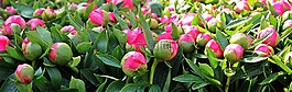 牡丹,鮮花,廠