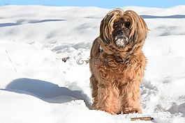 狗,西藏小獵犬,動物