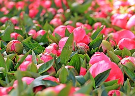 牡丹,鮮花,廠