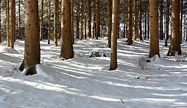 冬天,雪,森林