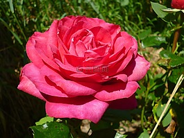 粉色,花,宏