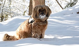 狗,冬天,雪
