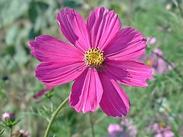 cosmea,开花,花