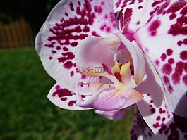 蘭花,植物,花