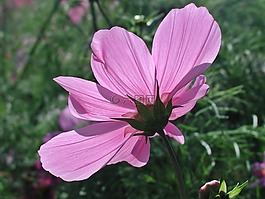 cosmea,开花,花