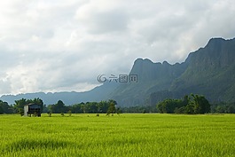 老撾,稻田,綠色