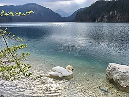克里斯汀,湖,天鵝
