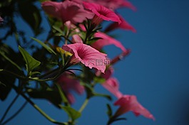 鮮花,粉紅色,夏天