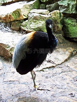 灰翅小號手,psophia crepitans,鳥