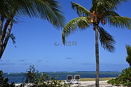 明信片,海灘,棕櫚樹