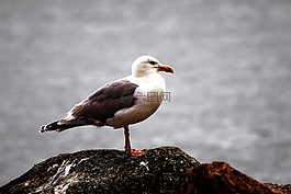 海鷗,波羅的海,鳥類