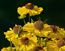 孫釀造,花花園,黃色