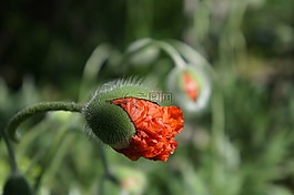 芽,植物,紅色