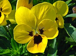 花,潘茜,黃色