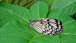 蝴蝶,性質(zhì),關(guān)閉