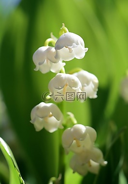 鈴蘭,花,春天