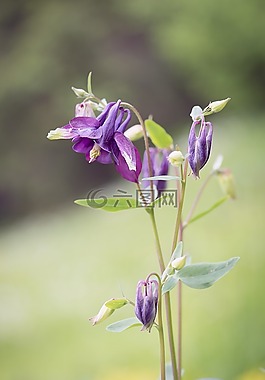 鴿的,花,紫
